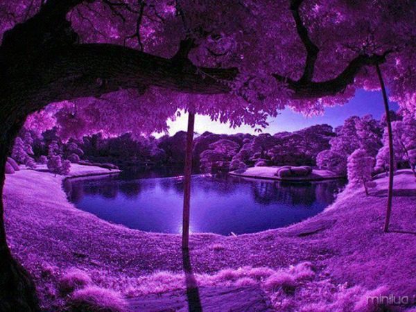 Purple Scenery at Japan's Garden