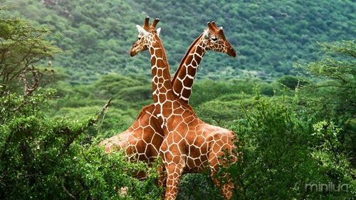 Wild-Animal-Giraffe-HD-Wallpapers-Background